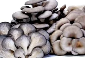 asupra ciuperca