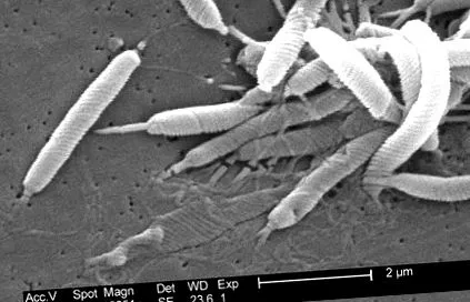 helicobacter