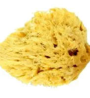 bureți bureți