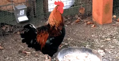 rooster dominant