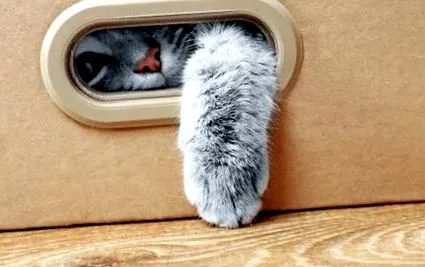 грижи котката