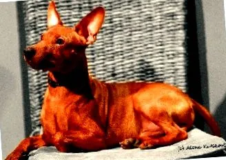 Pinscher neted