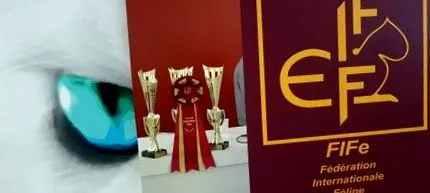 internațional pisici