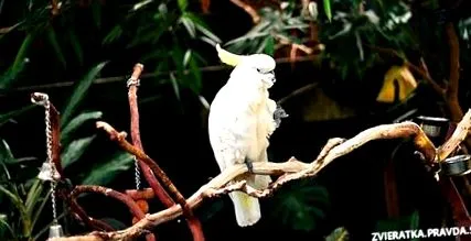 papagali