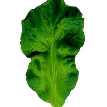 roade roade