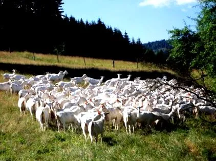 ferma
