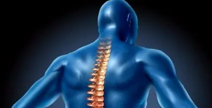 vertebrală care
