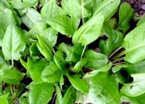 stevia