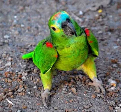 papagali