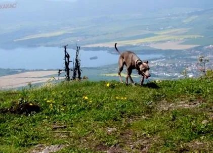 supraîncălzirea
