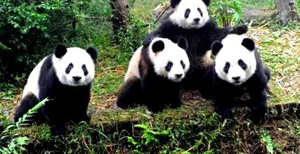 mascota panda