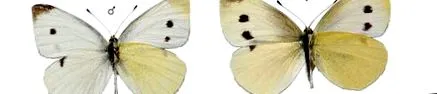 rapae linnaeus