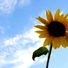 cuib solară