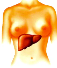 hepatică
