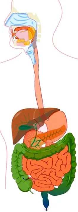 colorectal colon