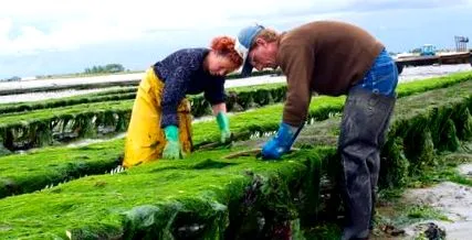 открояват