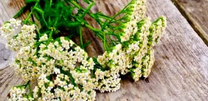 millefolium Ceaiul este