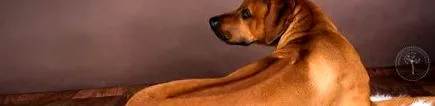 rhodesian epilepsia
