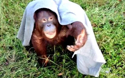 zoologice slovace