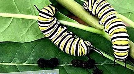 insectelor ascunse