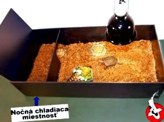 broaște