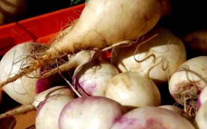 rutabaga Proprietăți utile