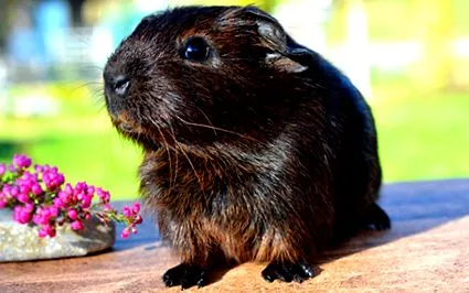 unui animal companie