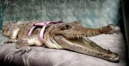 antrenați crocodilul antrenați crocodilul
