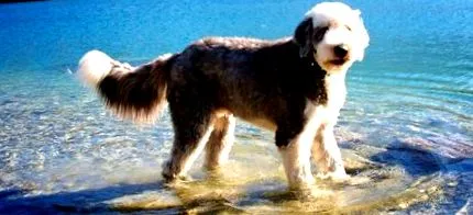 câine