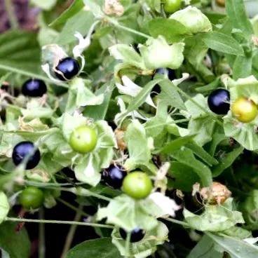 atropa