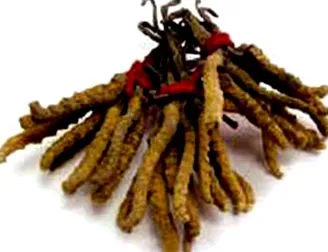 supliment cordyceps