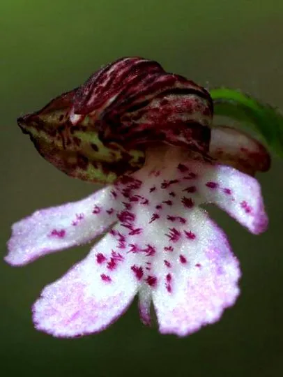 orhideelor