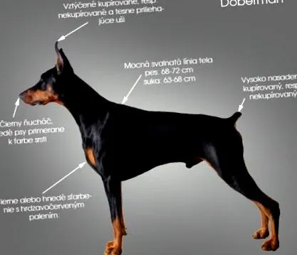 german recunoaștem