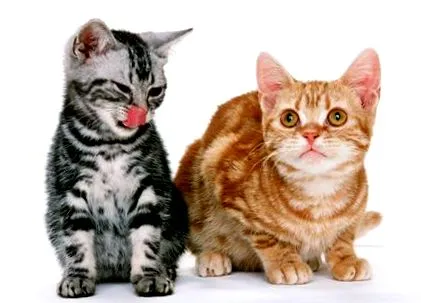 британско коте