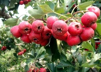 какви