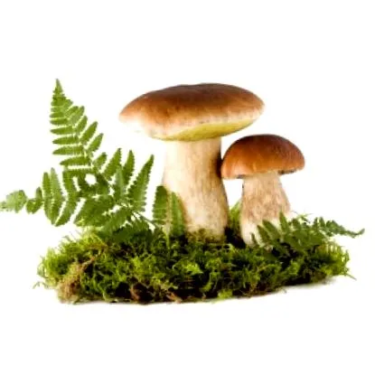 печурки можам
