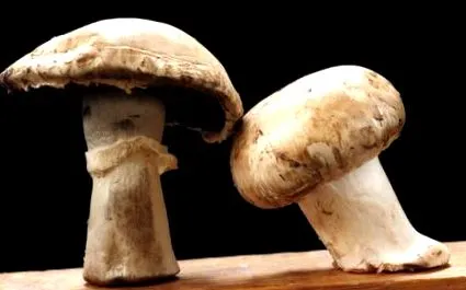 vagy zsíros