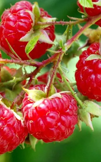 fructe