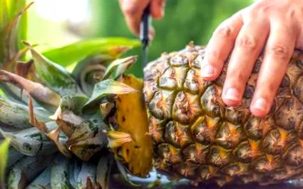 ananas creștere