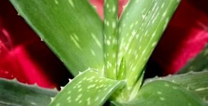 direct aloe
