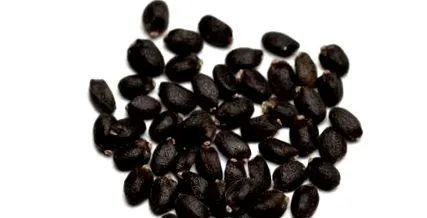 busuioc