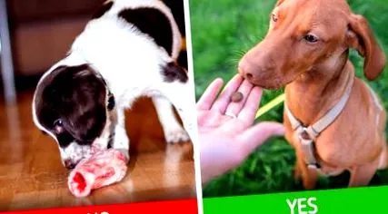 animalului care