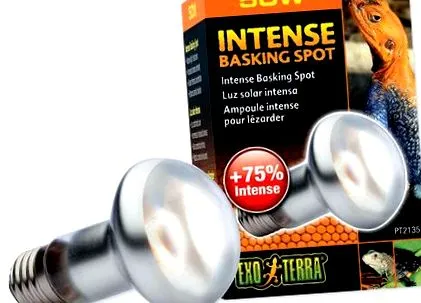 Terra Intense Terra Intense