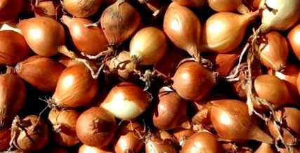 alimentație ceapa