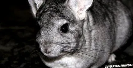 Chinchilla este