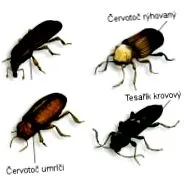 lemnul