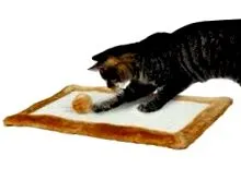 възрастни котки