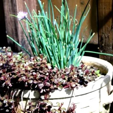 permaculture permaculture
