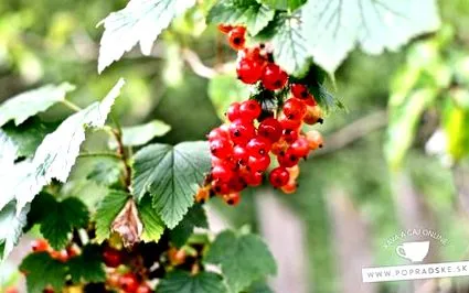 casă coacăze