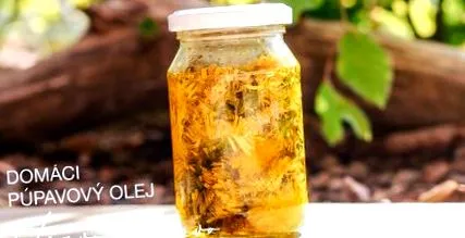 balsam păpădie